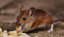 24 Hour & Emergency Exterminators in Granville, IA
